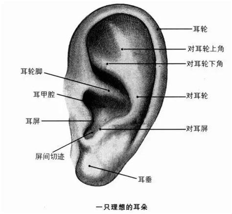 耳痣圖|耳朵痣位置圖解：福氣在哪裡